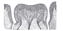 Circumvallate papilla in vertical section, showing arrangement of the taste-buds and nerves Gray1015.png