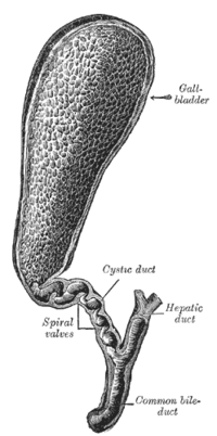 Ductus Choledochus