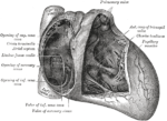 Thumbnail for Chordae tendineae