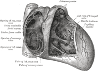 Fossa ovalis (heart)