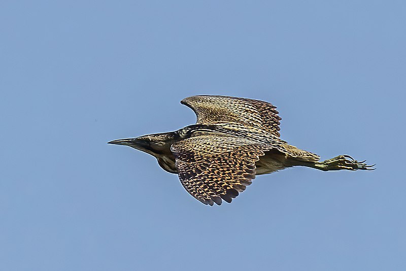 File:Great bittern (Botaurus stellaris) in flight Vadu.jpg