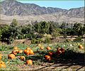 Green Spot Farm, Pumpkin Patch 10-26-13g (10561313644).jpg