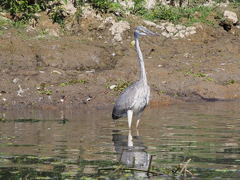 File:Grey heron - Danube Delta, Romania (29859659855).jpg