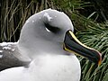 Albatrosi kichwa-kijivu