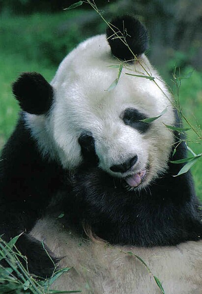 File:Großer Panda Yan Yan Berlin W 07.jpg