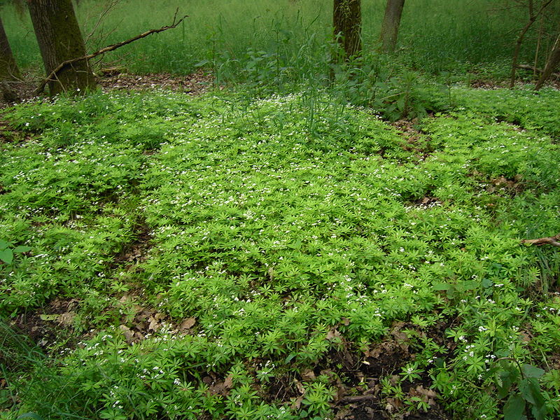 File:Group of Galium odoratum in forest.jpg