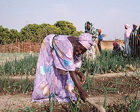 Agricultural cooperatives in Guinea Guinea Dinguiraye farmers cooperative.jpg