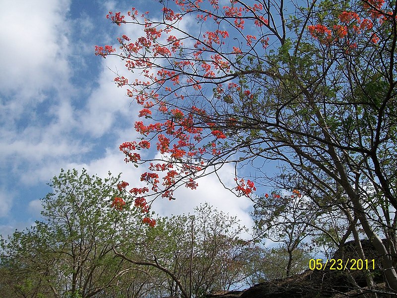 File:Gul Mohor Blossom at Hanuman Tekadi near Fergusson College at Pune - panoramio.jpg