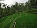 Rice terrace at entrance to Gunung Kawi temple demonstrate the traditional Subak irrigation system, Tampaksiring, Bali.