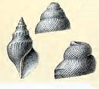 <i>Gymnobela homoeotata</i> Species of gastropod