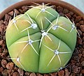 Miniatura para Gymnocalycium horstii