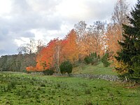 Svenska: Stenmurslandskapet, Väsmestorps naturreservat. Oktober 2019.