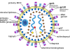 Schemat budowy wirusa HIV