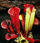 H folliculata 2.jpg 