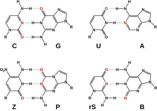 File:Hachimoji RNA BP.svg