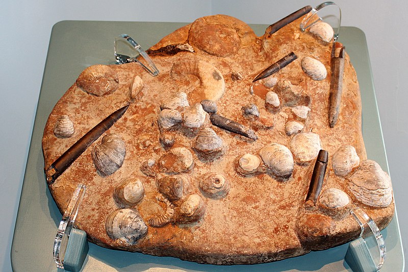 File:Hackness rock with fossils from Jurassic - 1.jpg