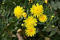 Sonchus pinnatifidus