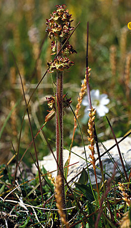 Hawkweed-leaved saxifrage
