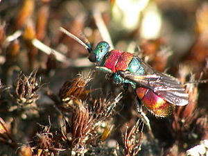 Större knutguldstekel (Hedychrum Nobile).