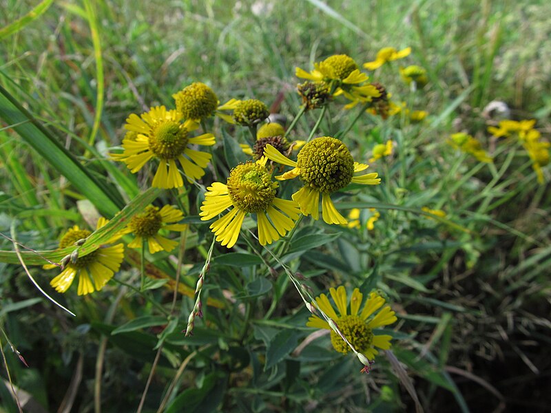 Helenium autumnale