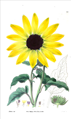 Description de l'image Helianthus petiolaris001.png.