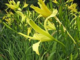 Hemerocallis citrina