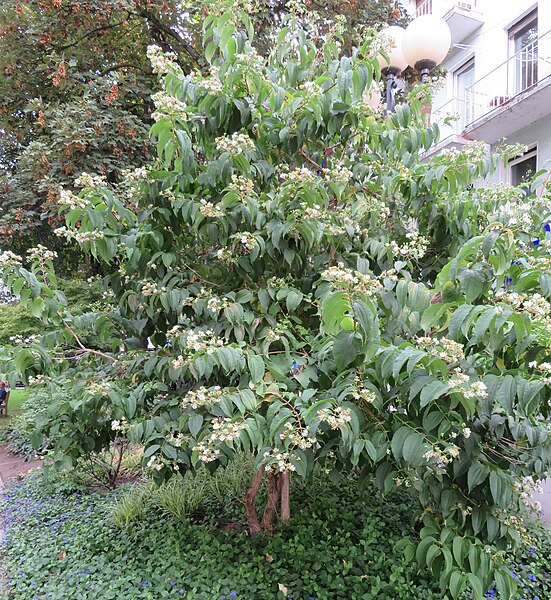 File:Heptacodium.jpg