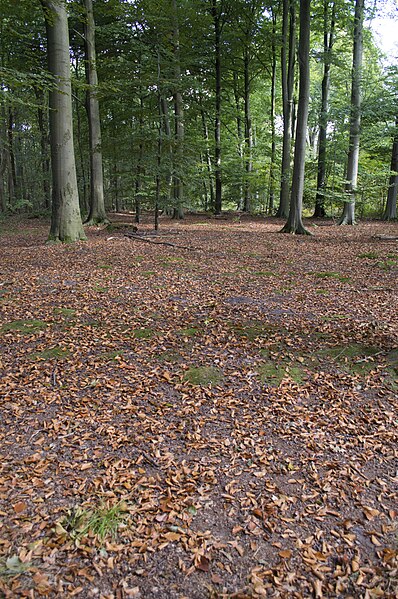 File:Herfst (10119722505).jpg