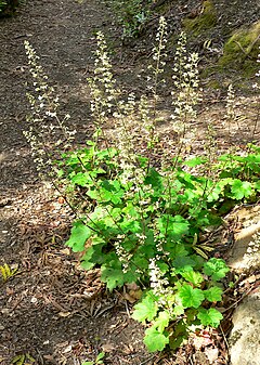 Heuchera maxima 1.jpg