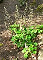 Heuchera maxima