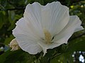 Hibiscus syriacus, pure white, 2020-07-25, Beechview, 01.jpg