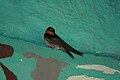 Hill swallow (Hirundo domicola) from anaimalai hills IMG 2079.jpg