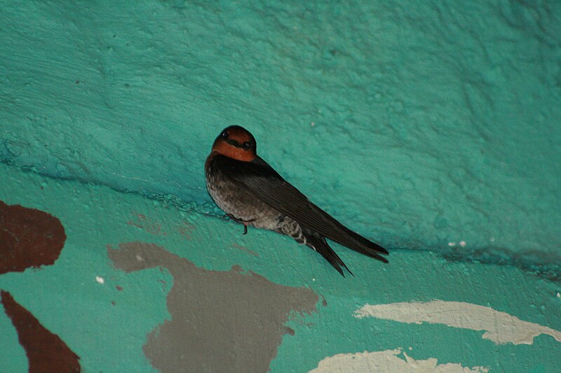 File:Hill swallow (Hirundo domicola) from anaimalai hills IMG 2079.jpg