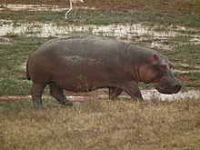 Hippopotamus amphibius in Tanzania 4041 Nevit.jpg