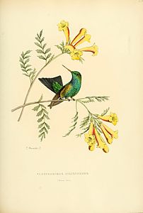 Chrysomirus angustipennis = Chlorostilbon gibsoni (cat.) Histoire naturelle des oiseaux-mouches, ou, Colibris