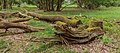 * Nomination Walk through The Strubben-Kniphorstbos. Dead wood for new life. --Famberhorst 17:27, 12 June 2017 (UTC) * Promotion Good quality. --Poco a poco 19:20, 12 June 2017 (UTC)