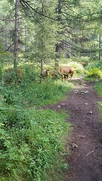 File:Horses in the forest in Mongolia 20230815 141805.jpg