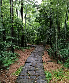 A bamboo forest at the foot of the mountain