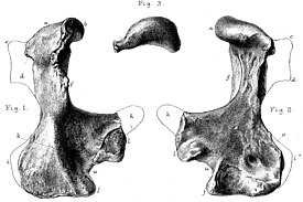 Плечевая кость Megalibgwilia ramsayi