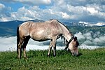 Thumbnail for List of Ukrainian horse breeds