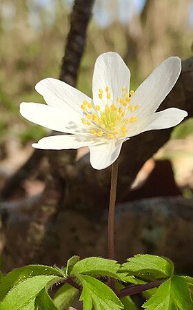 Hvid anemone i Bildsø Skov 12. april 2023