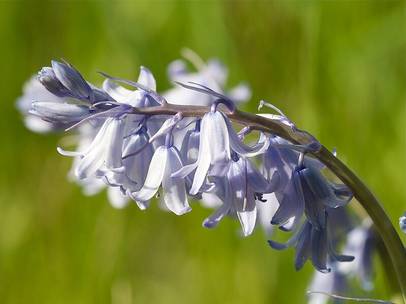 File:Hyacinthoides × massartiana LC0140.jpg