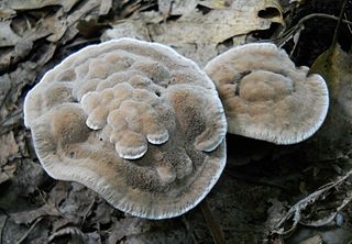 <i>Hydnellum spongiosipes</i> Species of fungus