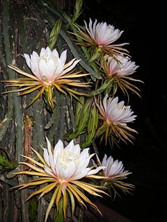 <i>Hylocereus</i> Genus of cacti