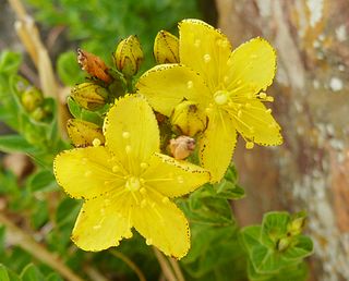 <i>Hypericum aethiopicum</i> Species of flowering plant