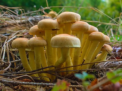 Bunch of Hypholoma fasciculare in late afternoon