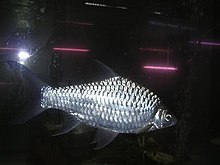 Hypsibarbus salweenensis.jpg