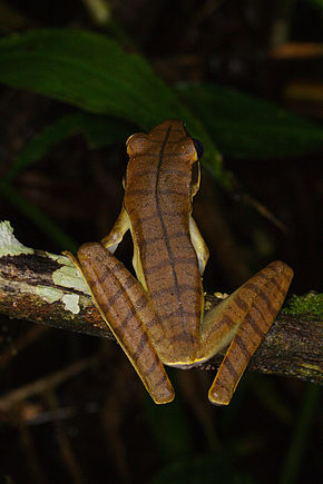 Descrição da imagem Hypsiboas lanciformis (14339824060) .jpg.