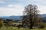 Sommerlinde (Tilia platyphyllos)