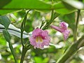 Phyllarthron bojeranum (Bignoniaceae)